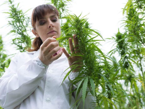Falvey launches new insurance product for cannabis producers in Canada Falvey launches new insurance product for cannabis producers in Canada