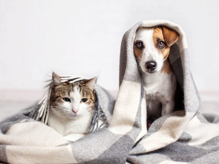 Aflac bets on Trupanion to target US pet insurance market Aflac bets on Trupanion to target US pet insurance market