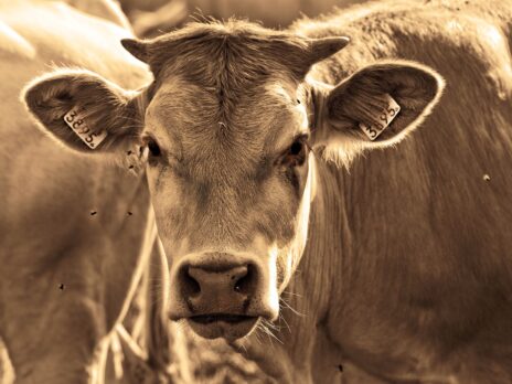 Iffco Tokio General Insurance partners Dvara e-Dairy to digitise cattle insurance Iffco Tokio General Insurance partners Dvara e-Dairy to digitise cattle insurance